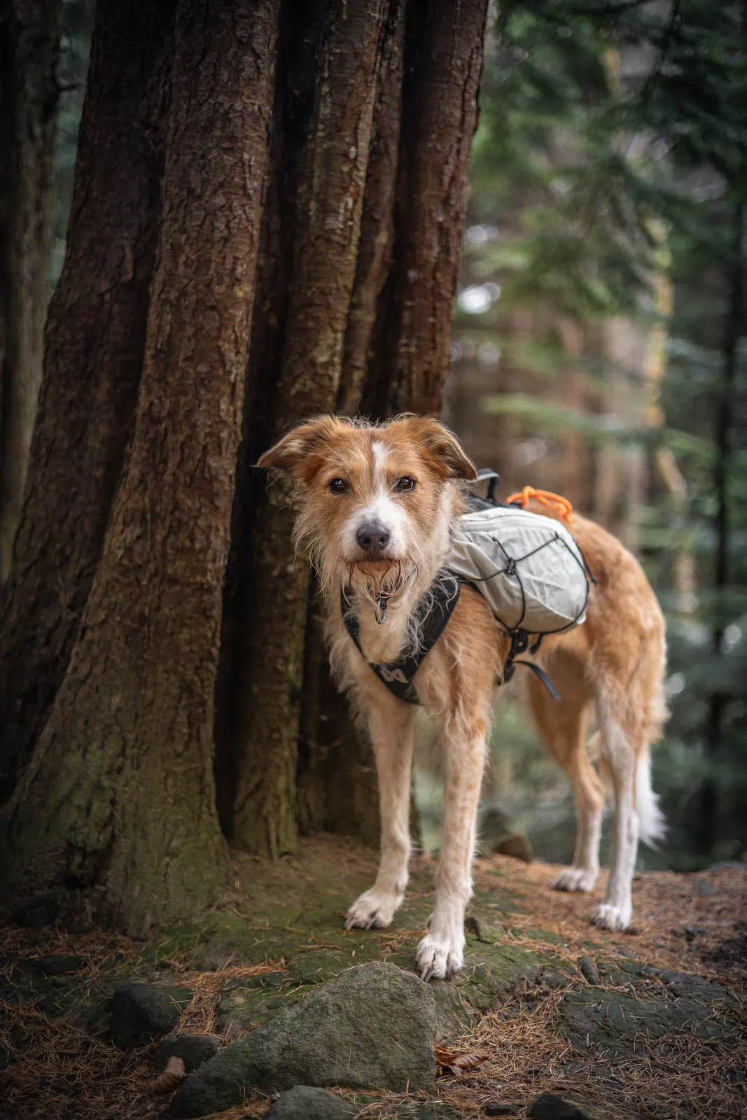 Trail light dog backpack