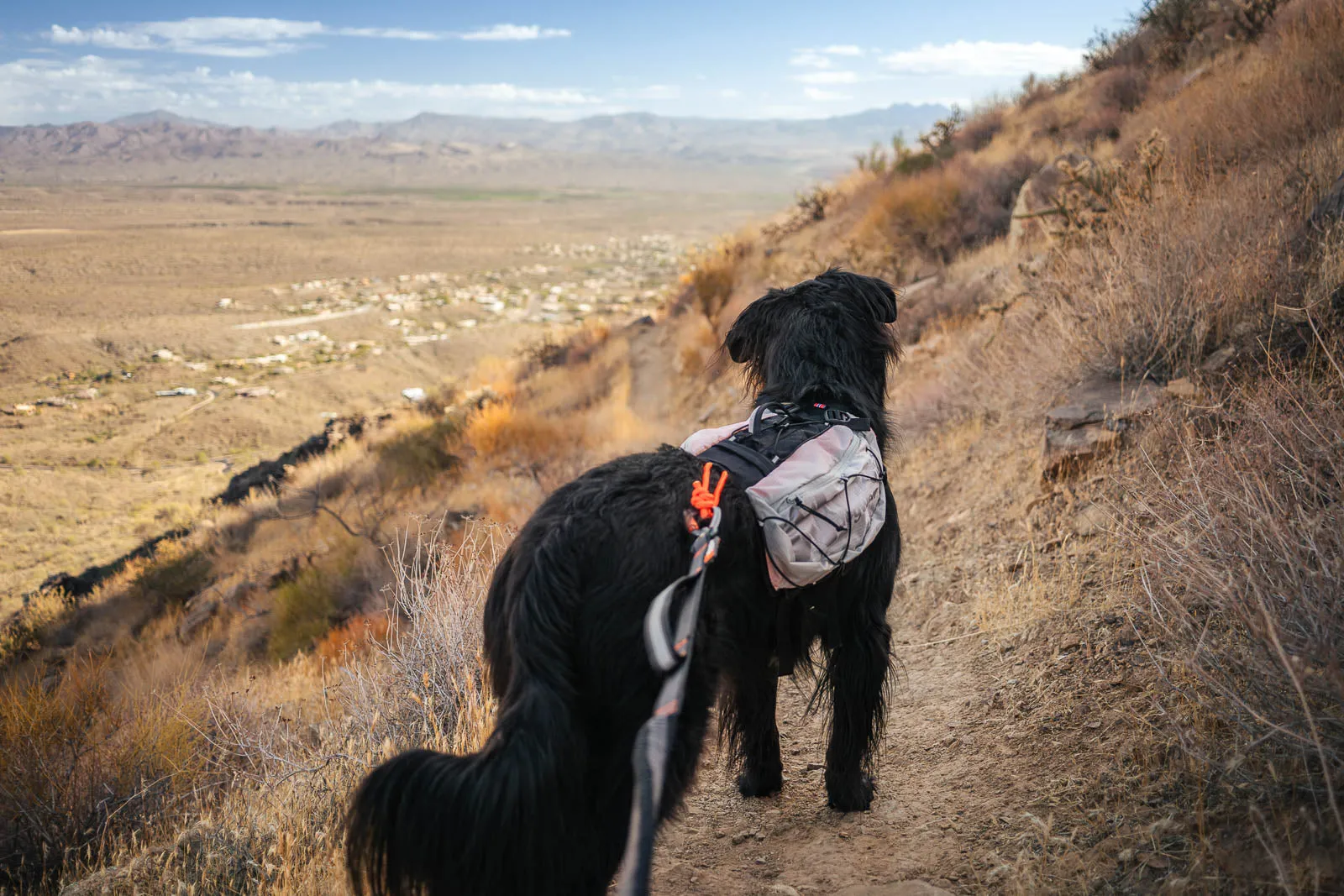 Trail light dog backpack