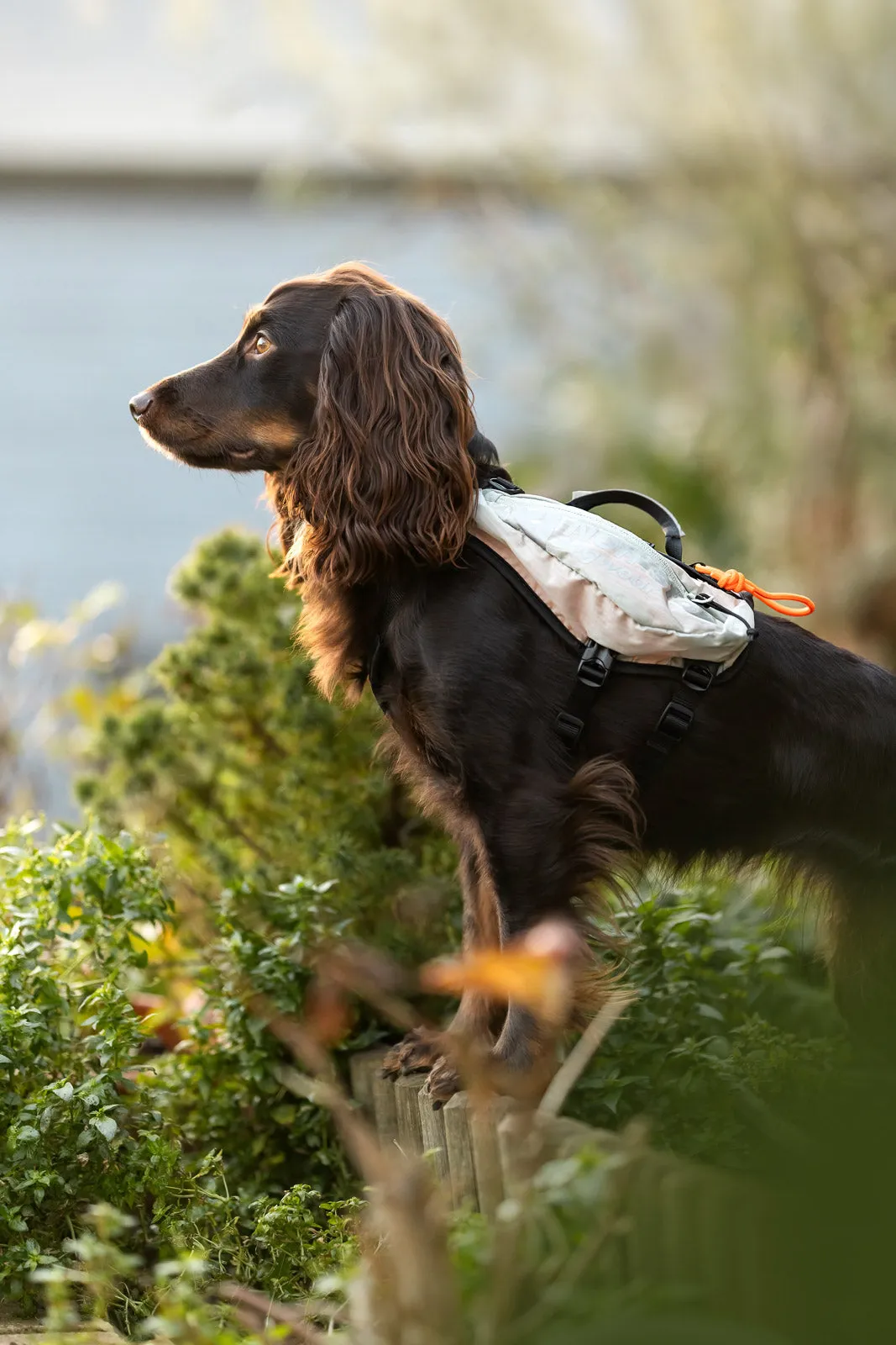 Trail light dog backpack